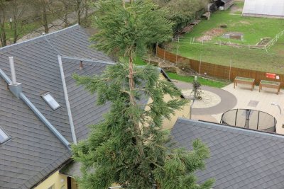 Sequoiadendron giganteum - sekvojovec obrovský - v koruně stromu 02